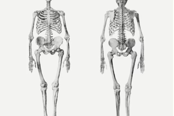 Why do many adults only have 204 bones, 2 less than usual? 3