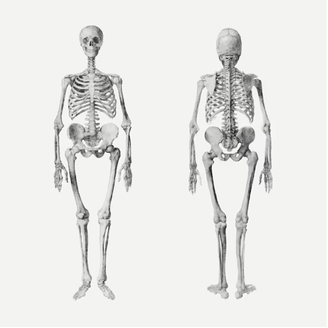 Why do many adults only have 204 bones, 2 less than usual? 3